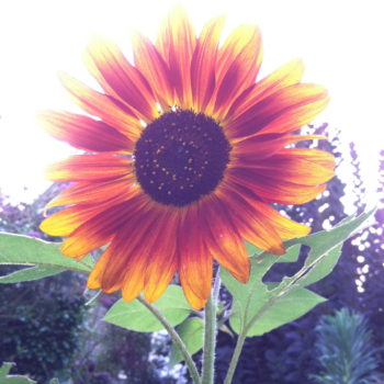 Sunflower Juicy Love